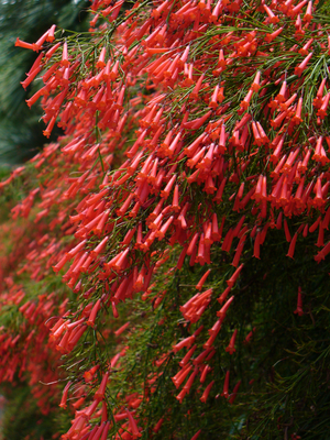 Red Firecracker Fern, Firecracker Plant, Coral Fountain Plant, Russellia, Russelia equisetiformis, R. juncea